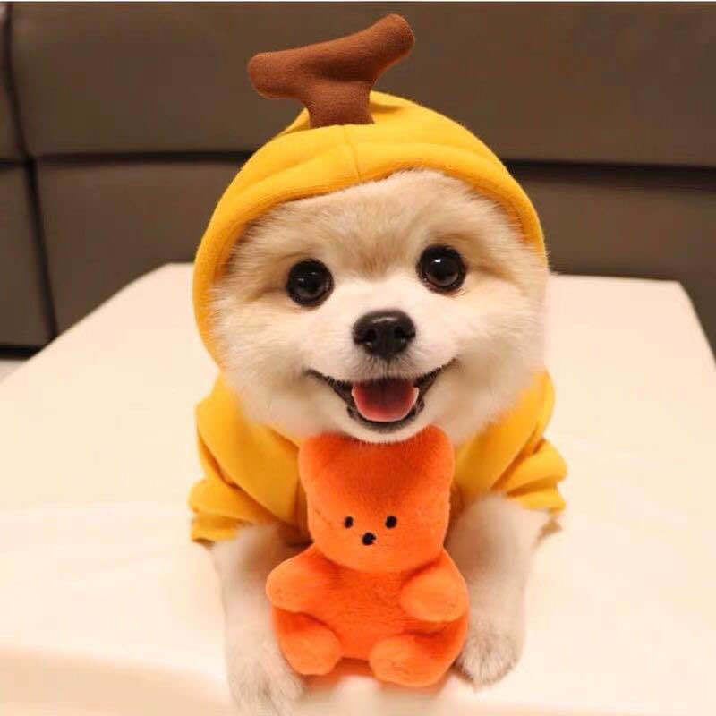 The Whimsy Hoodie